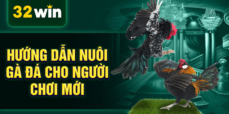 Hướng dẫn nuôi gà đá cho người chơi mới 