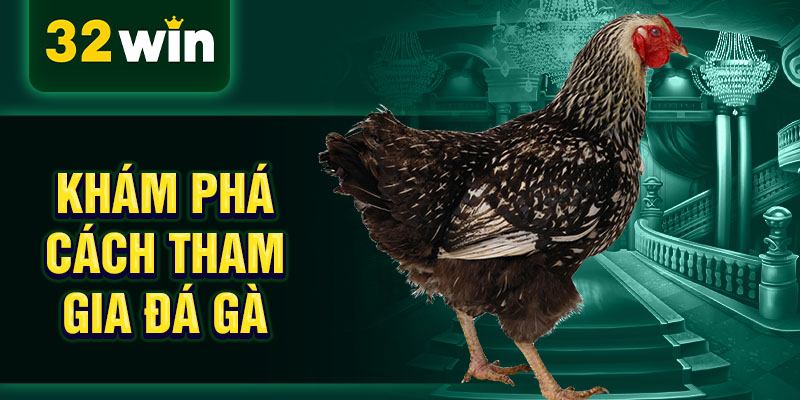 Khám phá cách tham gia đá gà