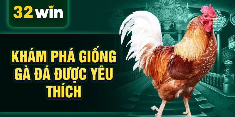 Khám phá giống gà đá được yêu thích 
