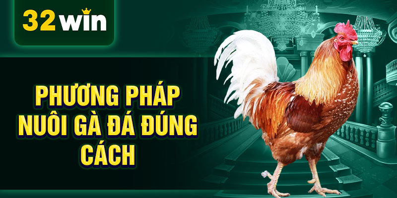 Phương pháp nuôi gà đá đúng cách